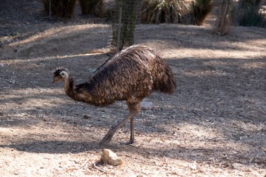 Emus 'lar koyu kahverengiden gri-kahverengi ve siyah uçlu ilkel tüylerle kaplıdır. Emu 'nun boynu mavimsi siyah ve tüysüz..