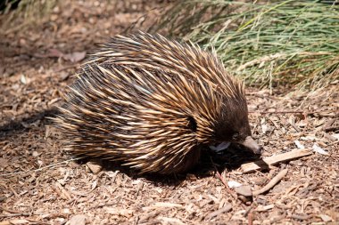 the short nosed echidna has strong-clawed feet and spines on the upper part of a brownish body. The snout is narrow and the mouth is small, with a tongue that is long and sticky clipart