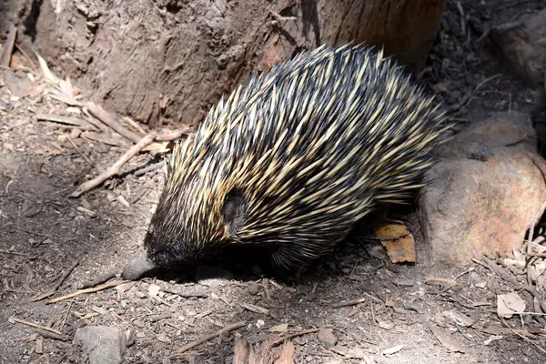 stock image the short nosed has strong-clawed feet and spines on the upper part of a brownish body. The snout is narrow and the mouth is small, with a tongue that is long and sticky