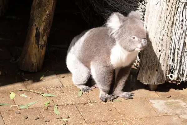 stock image the Koala has a large round head, big furry ears and big black nose. Their fur is usually grey-brown in color with white fur on the chest, inner arms, ears and bottom.