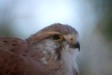 Nankeen Kerkenezi ince bir şahindir ve nispeten küçük bir yırtıcıdır. Üst kısımları çoğunlukla paslı, bazı koyu çizgiler var.. 