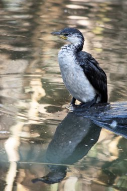 Pied Cormorant, siyah kanatlı ve siyah kuyruklu orta büyüklükte bir kuştur. Beyaz bir yüzü ve göğsü var..