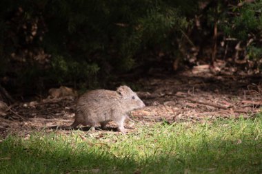 Uzun burunlu Potoroo 'nun kahverengi-gri bir üst gövdesi ve daha soluk bir alt gövdesi vardır. Burundan buruna kadar uzanan küçük bir deri parçasıyla sivrilen uzun bir burunları vardır..