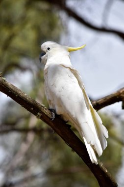 Sülfür armalı kakadu sarı armalı beyaz bir kuştur..