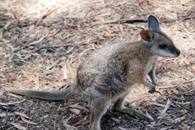 Tammar valabi, bronz omuzları ve beyaz göğsü olan küçük gri bir valabidir.