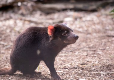 Tazmanya Şeytanları küçük bir köpek büyüklüğündedir. Şeytanların göğüslerinde büyük beyaz bir şerit ve sırtlarında garip bir çizgi vardır..