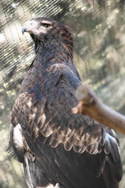 Kaz kuyruklu Kartal koyu kahverengi-siyah bir renktir. Takoz kuyruklu kartalın gagası soluk kremlidir..