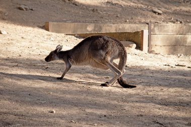 Batı grisinin büyük, kaslı hayvanları grimsi kahverengiden kırmızımsı kahverengiye, küçük kafalı, büyük kulaklı ve denge için uzun ve kalın kuyruklu hayvanlardır.. .