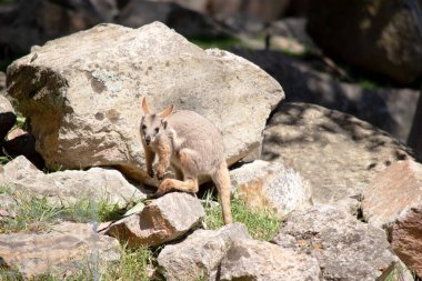 Sarı ayaklı kaya valabisi beyaz yanak çizgisi ve turuncu kulaklarıyla parlak renklidir. Üzerinde beyaz bir yan şerit ve kahverengi ve beyaz bir kalça çizgisi ile geyik grisidir..