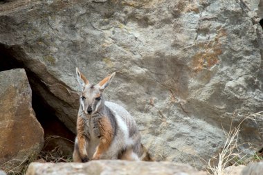 the yellow footed rock wallaby is grey, tan,and white