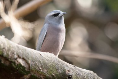Beyaz kaş kırlangıcı koyu gri yüzlü ve beyaz kaşlı gri bir kuştur.