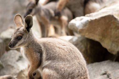 Sarı ayaklı kaya valabisi beyaz yanak çizgisi ve turuncu kulaklarıyla parlak renklidir. Üzerinde beyaz bir yan şerit ve kahverengi ve beyaz bir kalça çizgisi ile geyik grisidir..