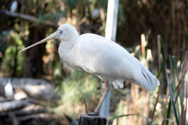 Sarı kaşık gagası, kaşığa benzeyen krema gagalı büyük beyaz bir deniz kuşudur. Sarı kaşık gagasının yüzünde açık mavi gözlü ince bir çizgi vardır.