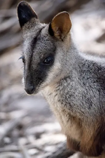 stock image The southern Brush-tailed Rock-wallaby has a characteristic, long, dark tail that is bushier towards the tip. Brush-tailed rock-wallabies have a white cheek-stripe and a black stripe from its forehead to the back of its head