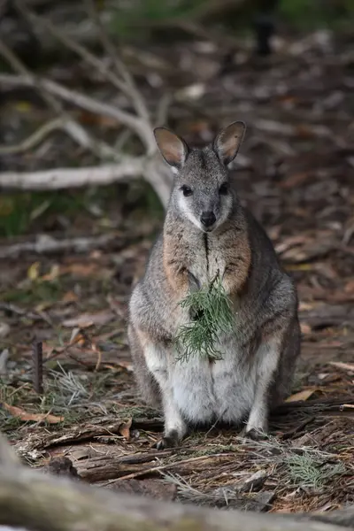 stock image the tammar wallaby  has dark greyish upperparts with a paler underside and rufous-coloured sides and limbs. The tammar wallaby has white stripes on its face.