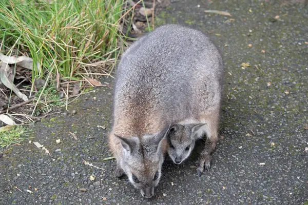 stock image the tammar wallaby has a joey in her pouch