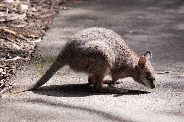 stock image the tammar wallaby  has dark greyish upperparts with a paler underside and rufous-coloured sides and limbs. The tammar wallaby has white stripes on its face.