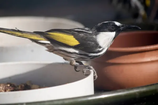 stock image The White cheeked honeyeater have large bright yellow tail and wing panels, with a large conspicuous white cheek patch on a mainly black head