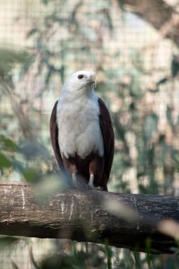 Brahminy uçurtması ayırt edici ve zıt renkte, kestane tüyleriyle beyaz baş, göğüs ve siyah kanat uçları hariç..