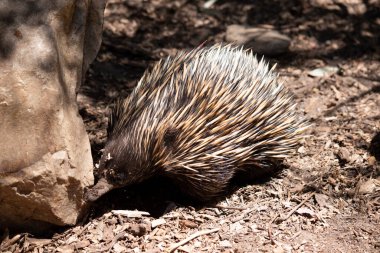 Kısa burunlu ekidnanın güçlü pençeli ayakları ve kahverengimsi bir vücudun üst kısmında dikenleri vardır. Burnu dardır ve ağzı küçüktür, uzun ve yapışkan bir dili vardır.