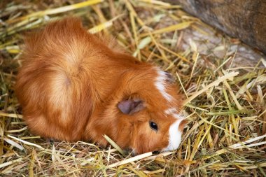 Gine domuzları küçük, şişman, kısa kulaklı, neredeyse kuyruksuz, evcil kemirgenlerdir.