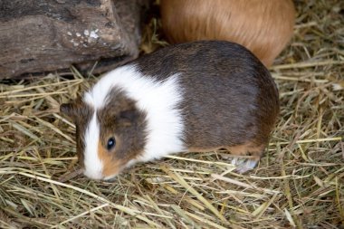 Bu kahverengi ve beyaz bir kobay.