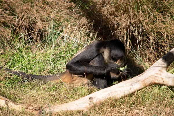 stock image The black-handed spider monkey has lack or brown fur with hook-like hands and a prehensile tail. They use their prehensile tail, which is longer than their bodies, to swing and hang from, giving them a spider-like appearance.