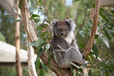 Koala 'nın büyük yuvarlak bir kafası, büyük tüylü kulakları ve büyük siyah bir burnu var. Kürkleri genellikle gri-kahverengidir. Göğsünde, iç kollarında, kulaklarında ve altında beyaz kürkleri vardır..