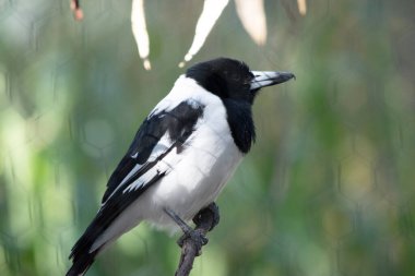 The Pied Butcherbird is a medium-sized black and white bird. It has a full black hood, dark brown eye and long, hooked, grey and black bill clipart