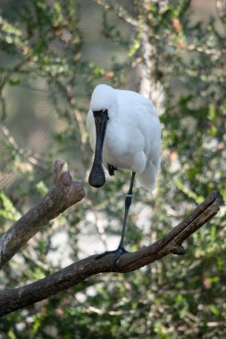 Kraliyet kaşığı kaşığa benzeyen siyah gagalı büyük beyaz bir deniz kuşudur. Kraliyet kaşığının sarı kaşları ve siyah bacakları vardır.