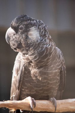 Beyaz kuyruklu papağan, tüylerinin etrafında beyaz kenarlı ve beyaz yanaklı bir yaması olan siyah bir kuştur.