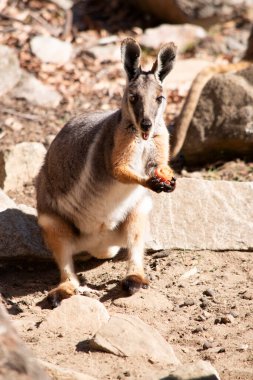 Sarı ayaklı kaya valabisi beyaz yanak çizgisi ve turuncu kulaklarıyla parlak renklidir..
