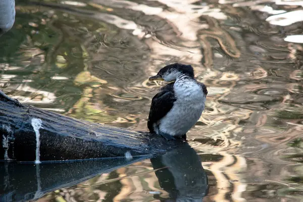 stock image The little Pied Cormorant is a medium size bird with black wings and a black tail. It has a white face and chest.