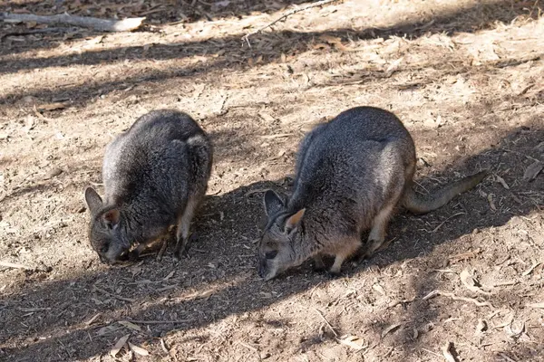 stock image The tammar wallaby has dark greyish upperparts with a paler underside and rufous-coloured sides and limbs. 