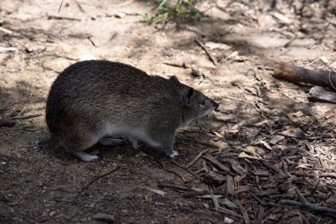 Güney kahverengi Bandicoots yaklaşık bir tavşan büyüklüğündedir ve sivri burunlu, kamburlu, ince kuyruklu ve büyük arka ayakları vardır.