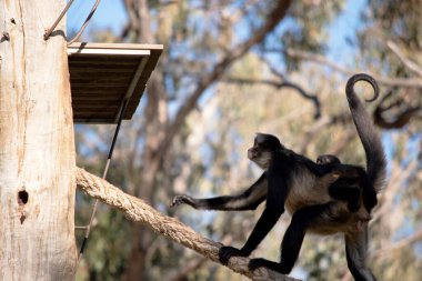 Siyah elli örümcek maymunun kanca gibi elleri ve kavrayıcı kuyruğu olan kahverengi kürkü yok..