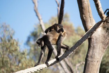 The black-handed spider monkey has lack or brown fur with hook-like hands and a prehensile tail. clipart