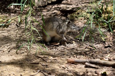 Southern brown Bandicoots are about the size of a rabbit, and have a pointy snout, humped back, thin tail and large hind feet clipart