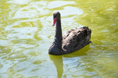 the black swan has black feathers edged with white on its back and is all black on the head and neck