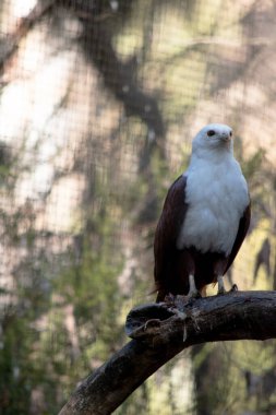 Brahminy uçurtması ayırt edici ve zıt renkte, kestane tüyleriyle beyaz baş, göğüs ve siyah kanat uçları hariç..