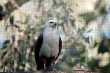 Brahminy uçurtması ayırt edici ve zıt renkte, kestane tüyleriyle beyaz baş, göğüs ve siyah kanat uçları hariç..