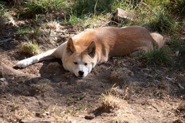 Dingolar köpek gibi kurttur. Dingoların uzun bir ağızlıkları, dik kulakları ve güçlü pençeleri vardır..