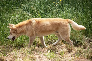 Dingoların uzun bir ağızlıkları, dik kulakları ve güçlü pençeleri vardır. Genellikle zencefilli bir ceketleri olur ve çoğunun ayaklarında, kuyruğunda ve göğsünde beyaz işaretler vardır..