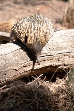 The short nosed echidna has strong-clawed feet and spines on the upper part of a brownish body. clipart