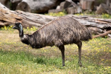 Emus 'lar koyu kahverengiden gri-kahverengi ve siyah uçlu ilkel tüylerle kaplıdır. Emu 'nun boynu mavimsi siyah ve tüysüz..