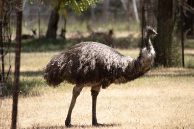 Emus 'lar koyu kahverengiden gri-kahverengi ve siyah uçlu ilkel tüylerle kaplıdır. Emu 'nun boynu mavimsi siyah ve tüysüz.