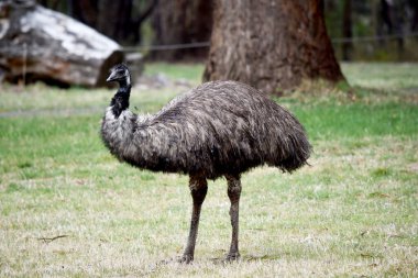 Emus 'lar koyu kahverengiden gri-kahverengi ve siyah uçlu ilkel tüylerle kaplıdır. Emu 'nun boynu mavimsi siyah ve tüysüz..
