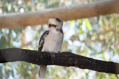 Gülen yalıçapkını, her iki gözün etrafında ve kafanın ortasında uzanan belirgin koyu kahverengi bir şeritle işaretlenmiş, sönük beyaz bir kafaya sahiptir..