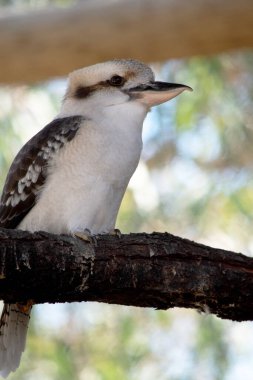 Gülen yalıçapkını, her iki gözün etrafında ve kafanın ortasında uzanan belirgin koyu kahverengi bir şeritle işaretlenmiş, sönük beyaz bir kafaya sahiptir..