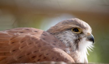 Nankeen Kerkenezi ince bir şahindir ve nispeten küçük bir yırtıcıdır. Üst kısımları çoğunlukla paslı, bazı koyu çizgiler var..